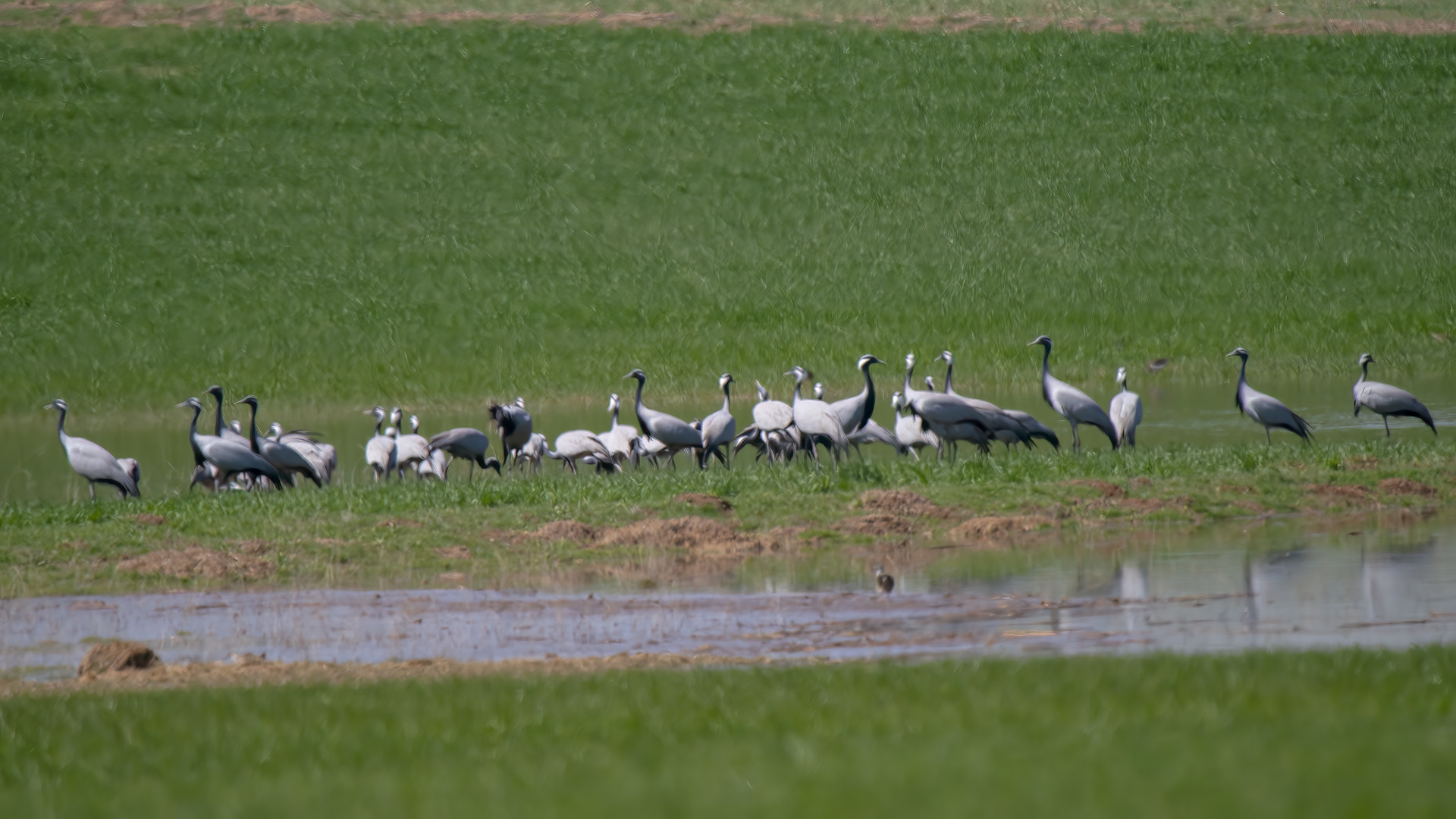 Demoiselle Crane